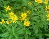 heliopsis helianthoides 1r.jpg